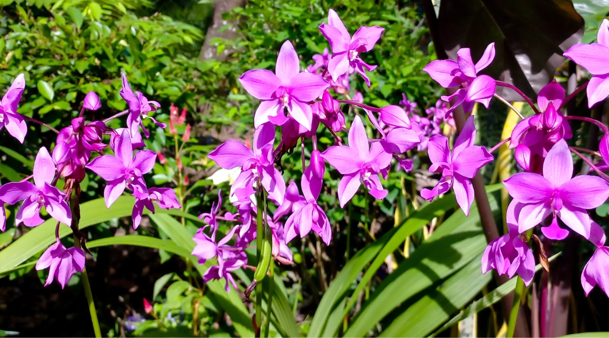 How Much Light Do Orchids Need? Nature's Gateway