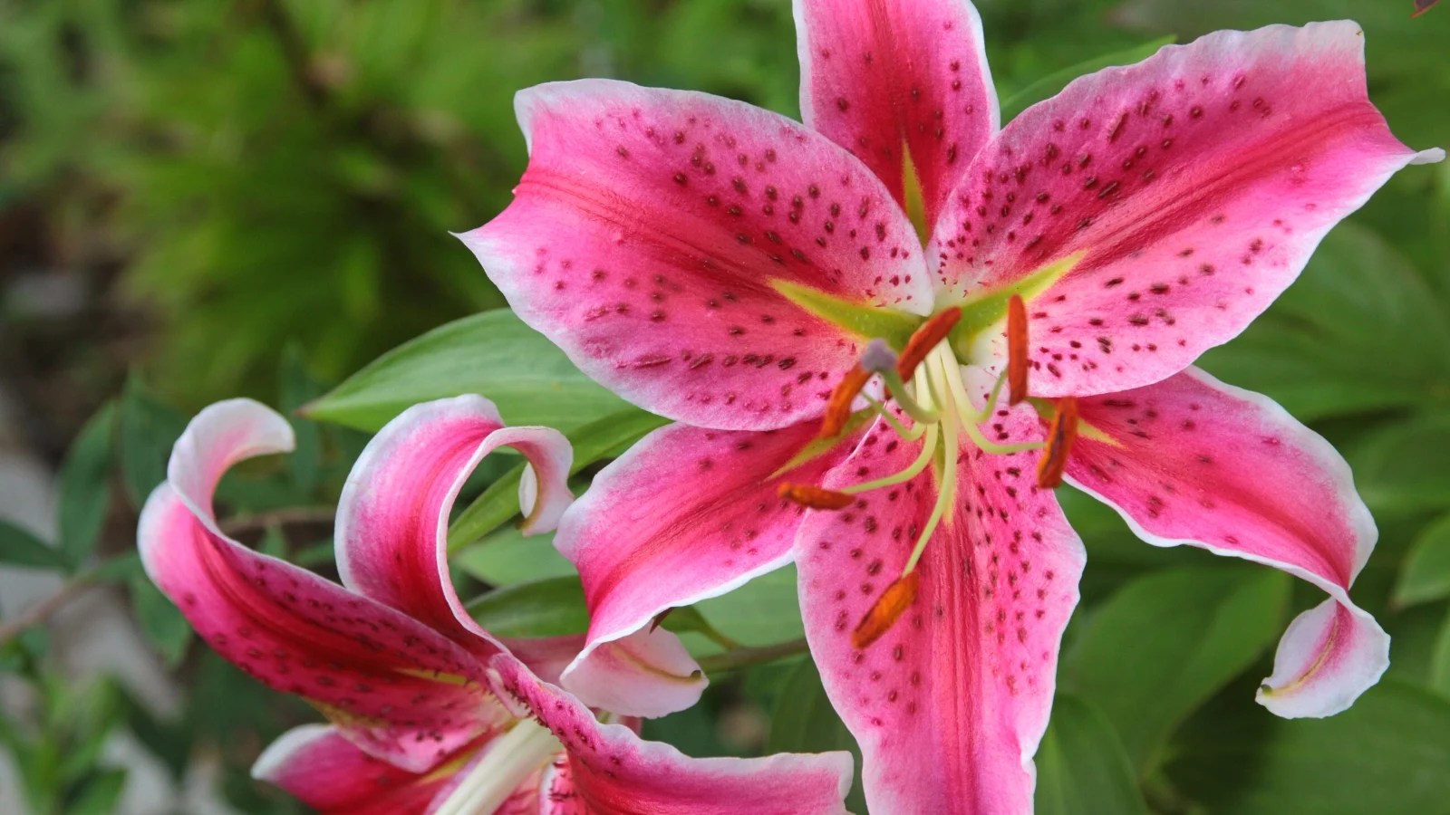 How to Plant, Grow, and Care for Stargazer Lilies