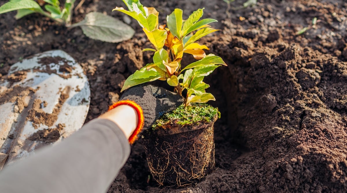 Tips on how to Develop a Magnolia Tree from Seed in eight Simple Steps