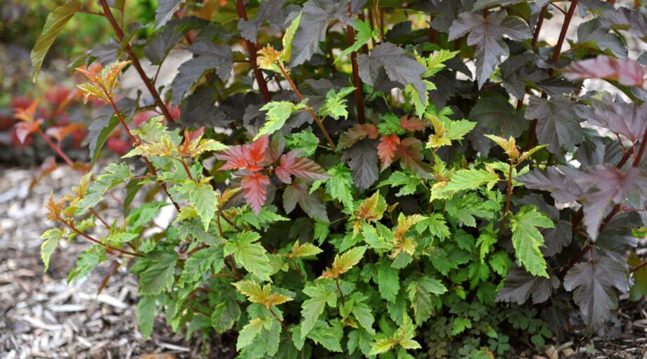 How to Plant, Grow, and Care for Ninebark Shrubs
