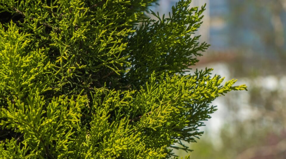 How to Plant, Grow, and Care for Lemon Cypress Trees