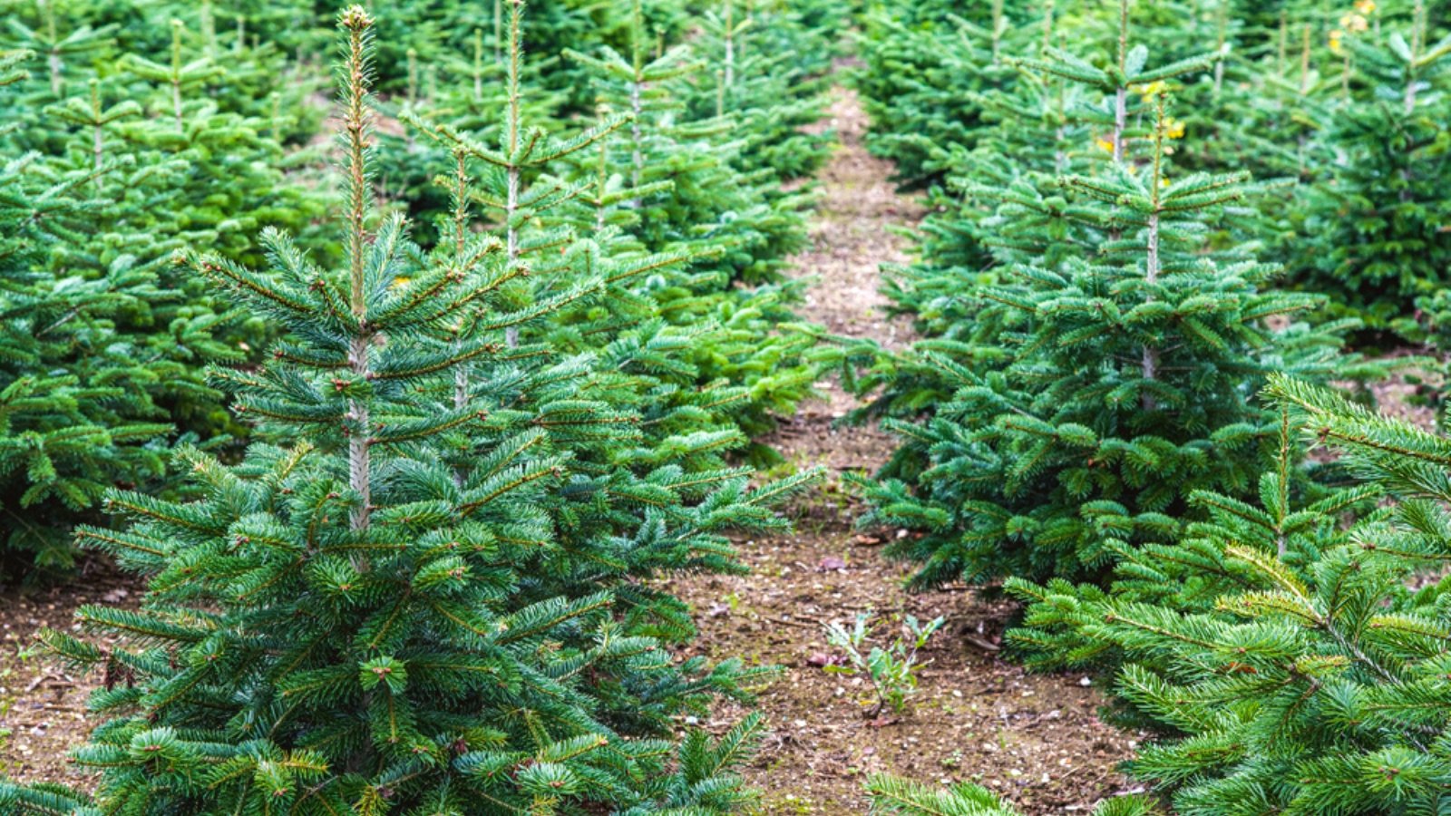 19 Best Types of Live Christmas Trees for Your Home