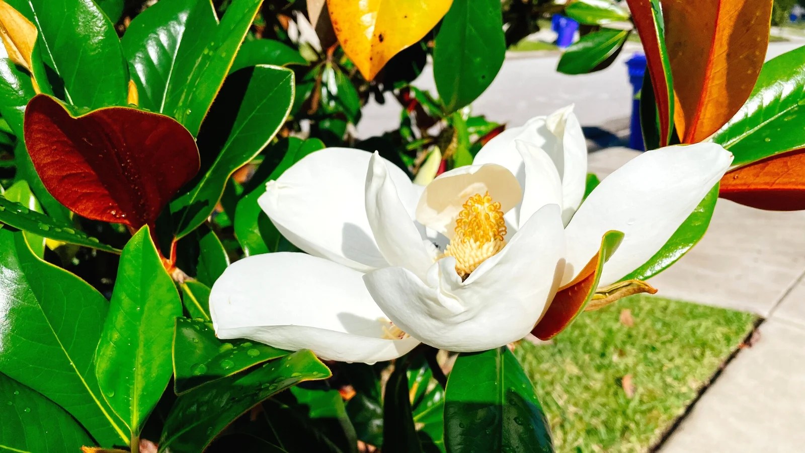 Can You Grow Magnolia Trees From Seed at Sally Davis blog