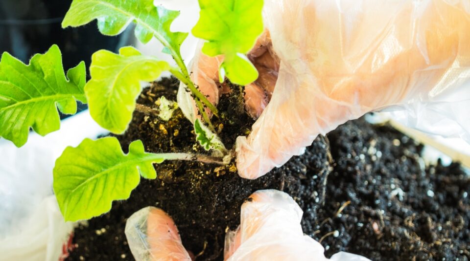 How to Plant, Grow, and Care For Gerbera Daisies