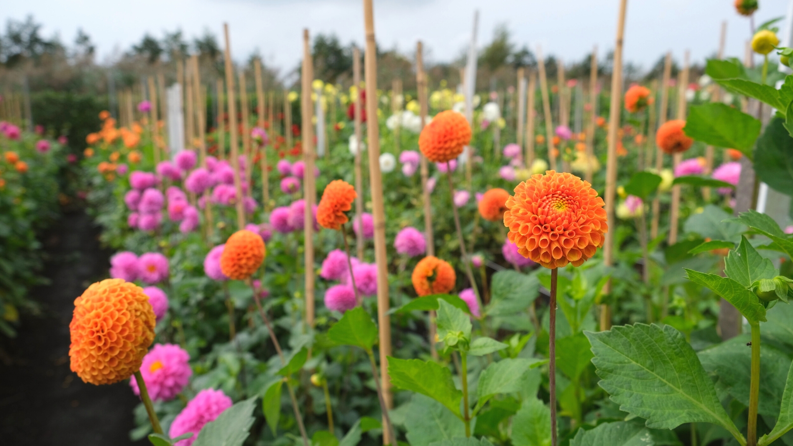 How to Stake Dahlias to Keep Them From Flopping Over