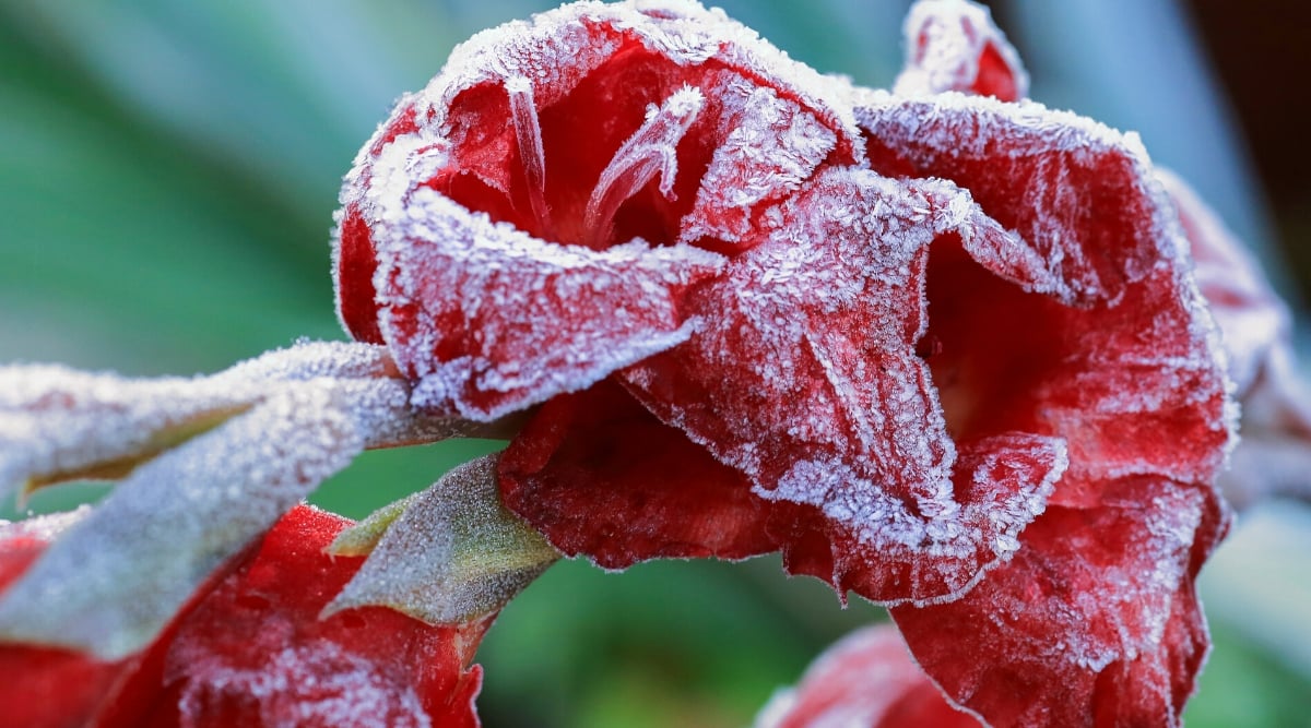 How to Find Your Last Frost Date