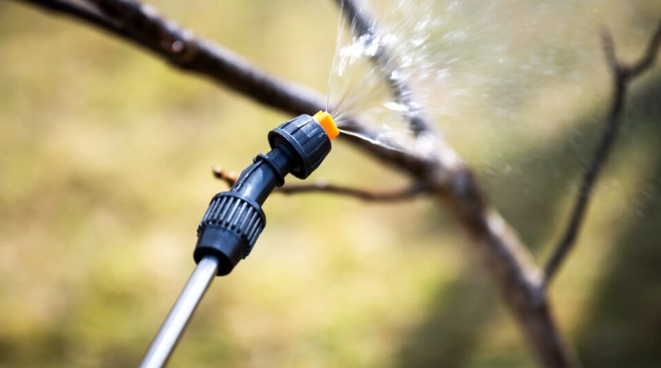 How to Get Rid of Invasive Honeysuckle