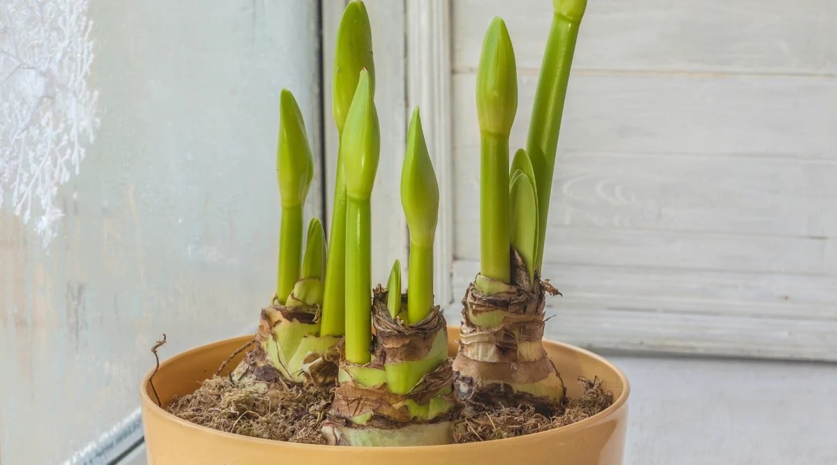 Why is my Amaryllis Not Blooming?