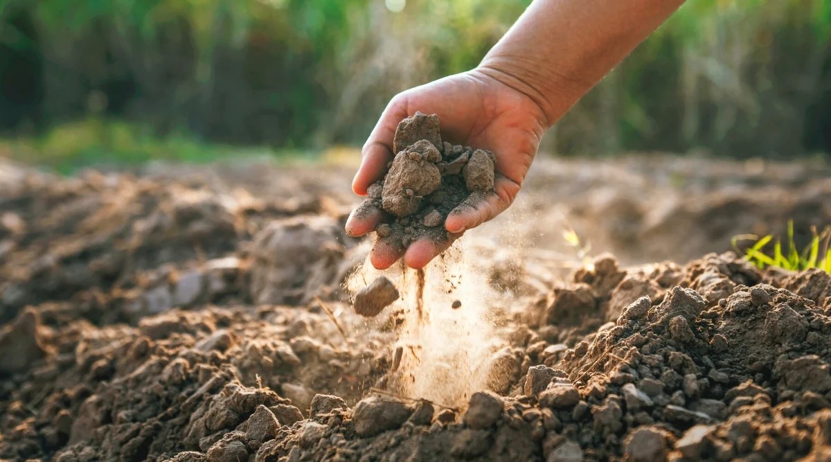 What's the Best Soil for Succulents?