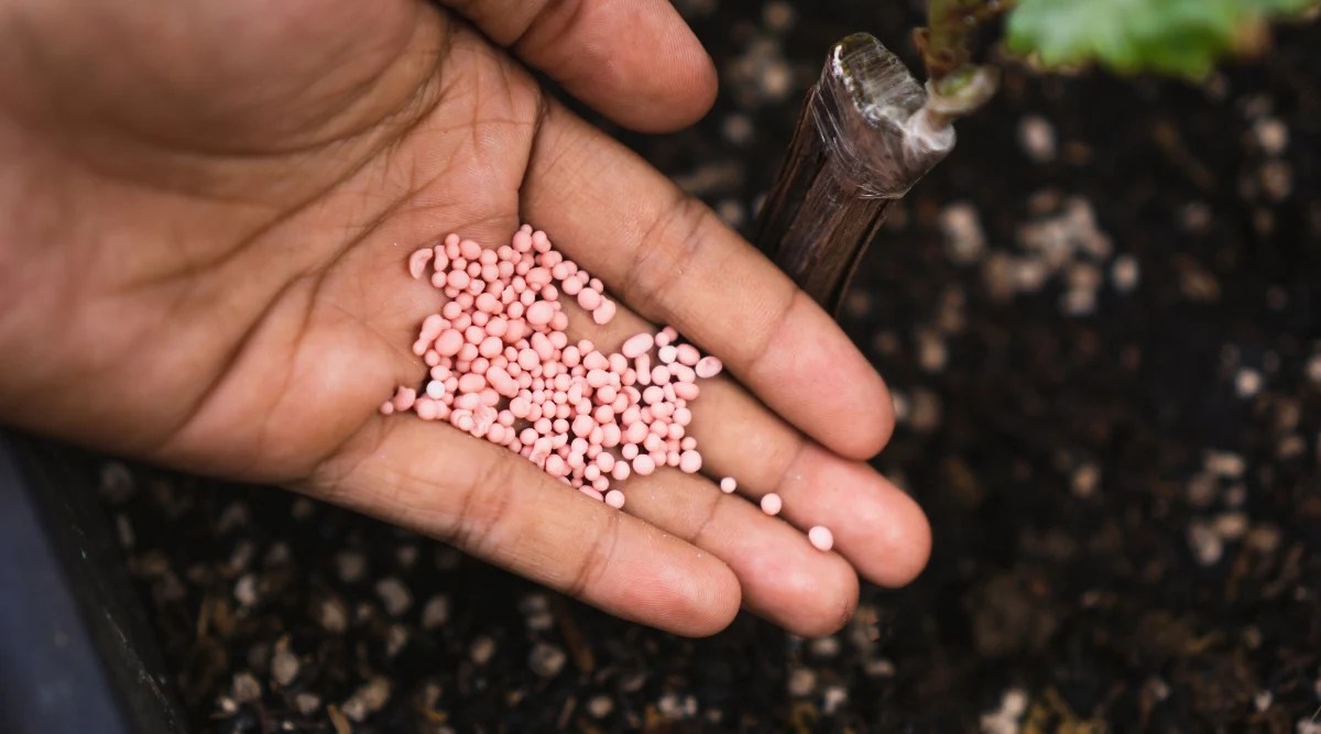 How and When to Fertilize Poinsettias Dial a Service Canada