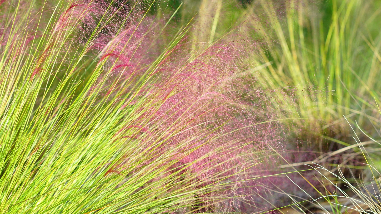 17 Ornamental Grasses You Can Grow From Seed