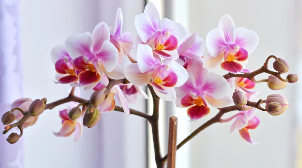 Orchids are blooming in the spring! Here are some tips to help you get your best orchids this
