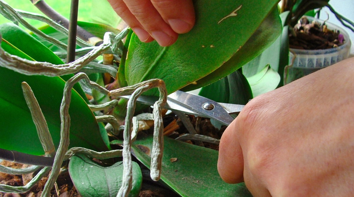 9 Tips for Beautiful Orchid Blooms This Season