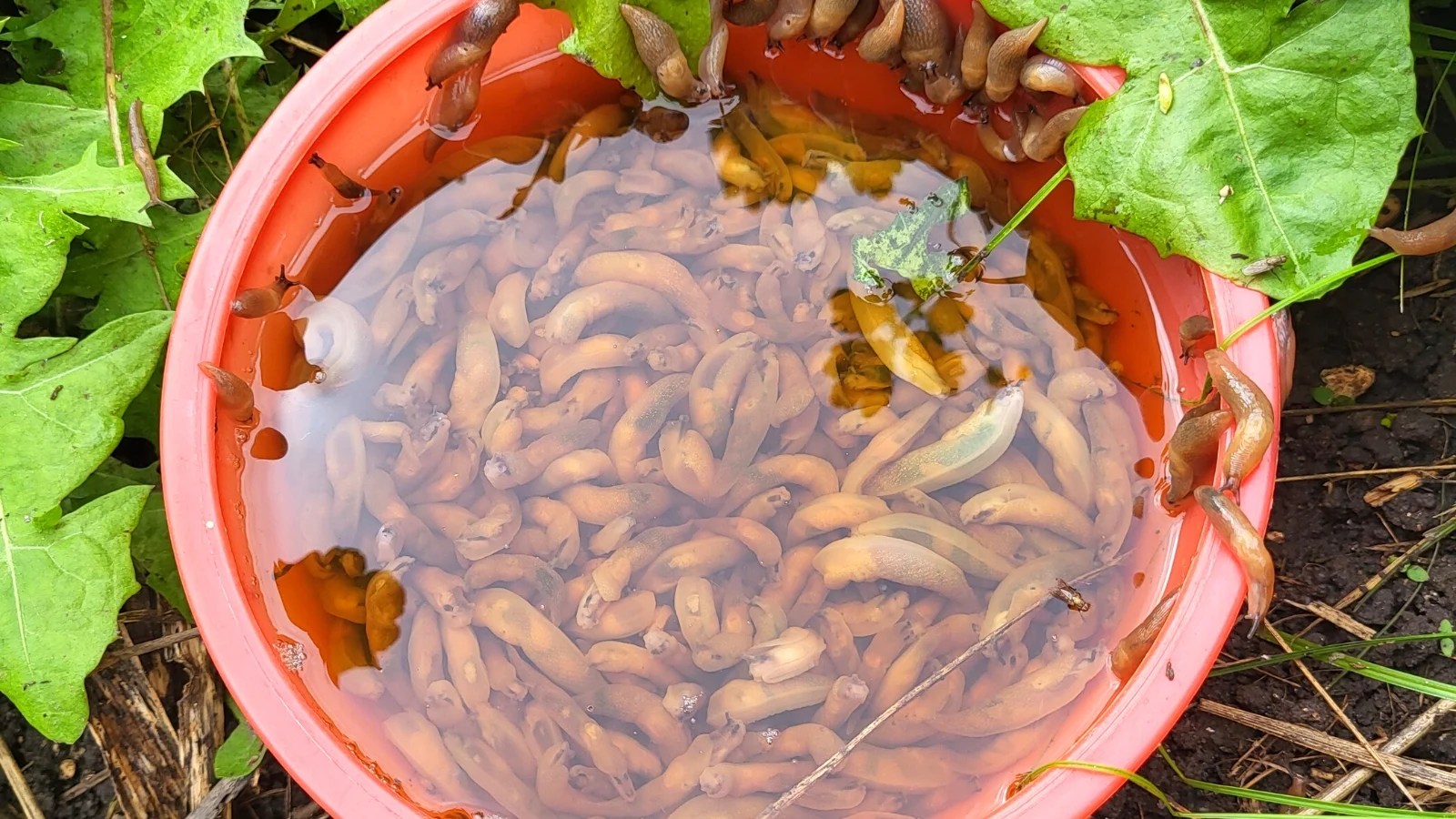 Can You Entice Slugs With Beer? »