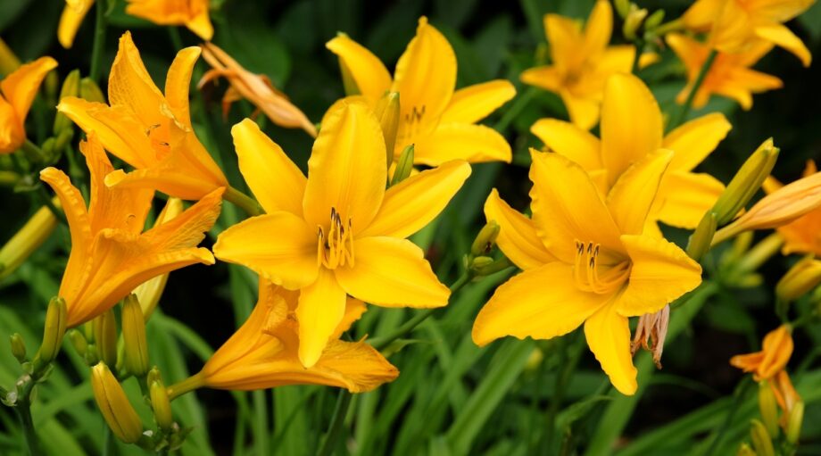 63 Beautiful Daylily Varieties for Your Garden