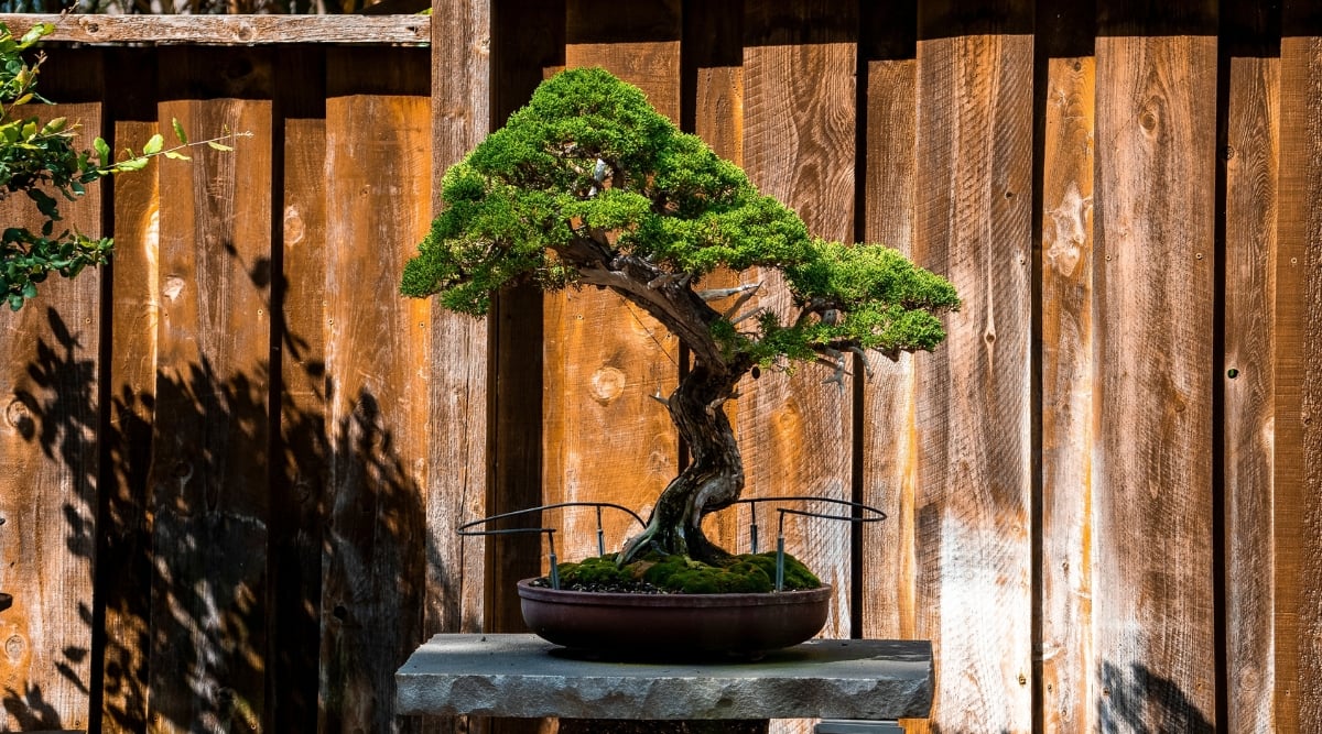 11 Best Bonsai Tree Types for Beginners Exstasy Lounge