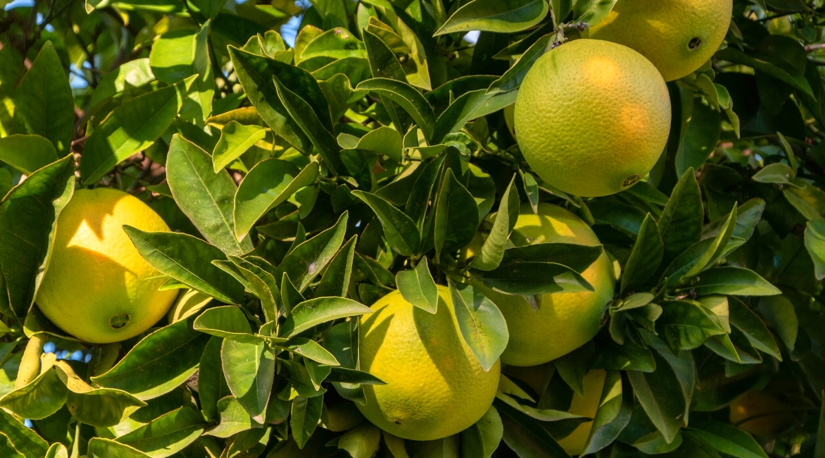 What Growing Zones Are in Texas?