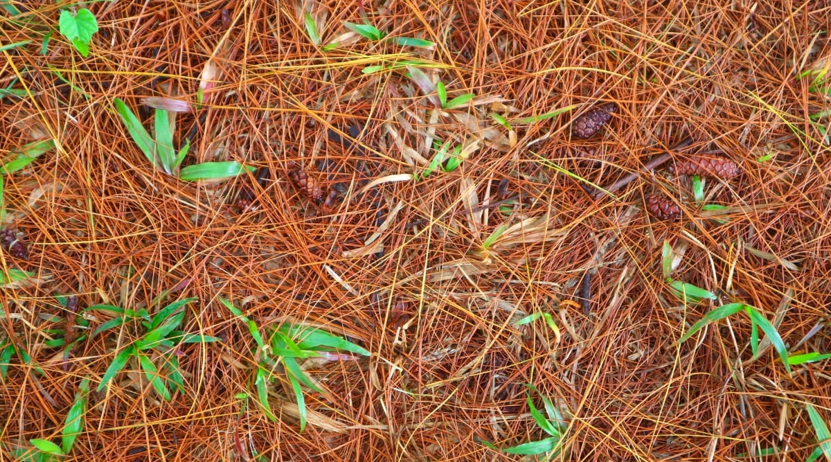 Do Pine Needles Make Good Mulch?