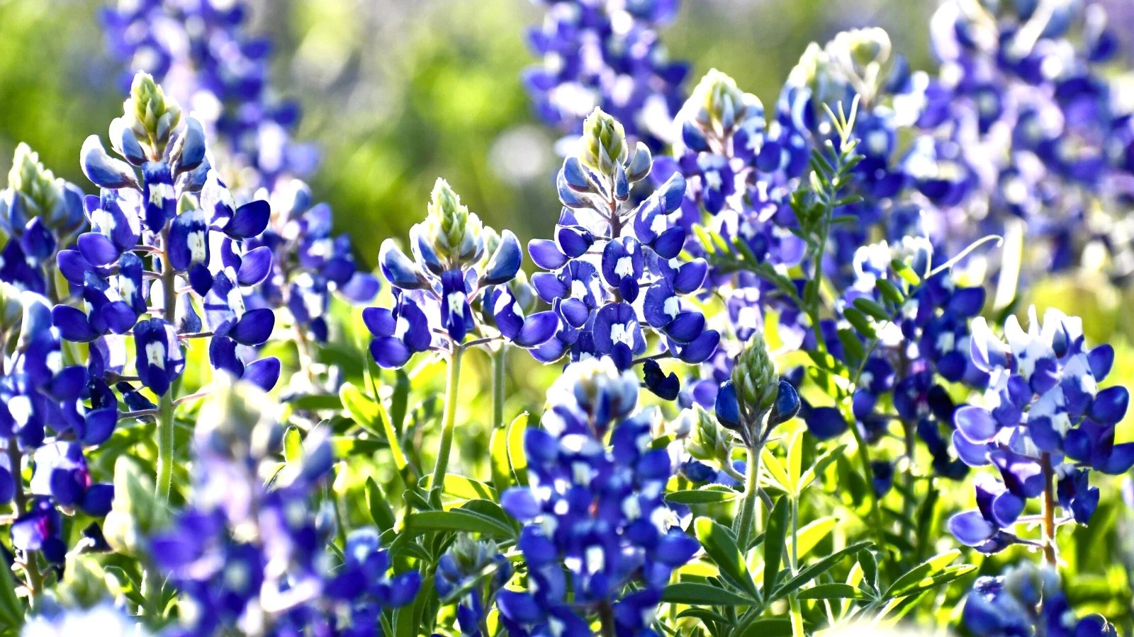 What Growing Zones Are in Texas?