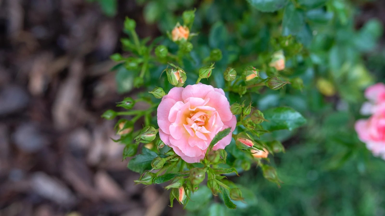 Can you Grow Roses from Seed?