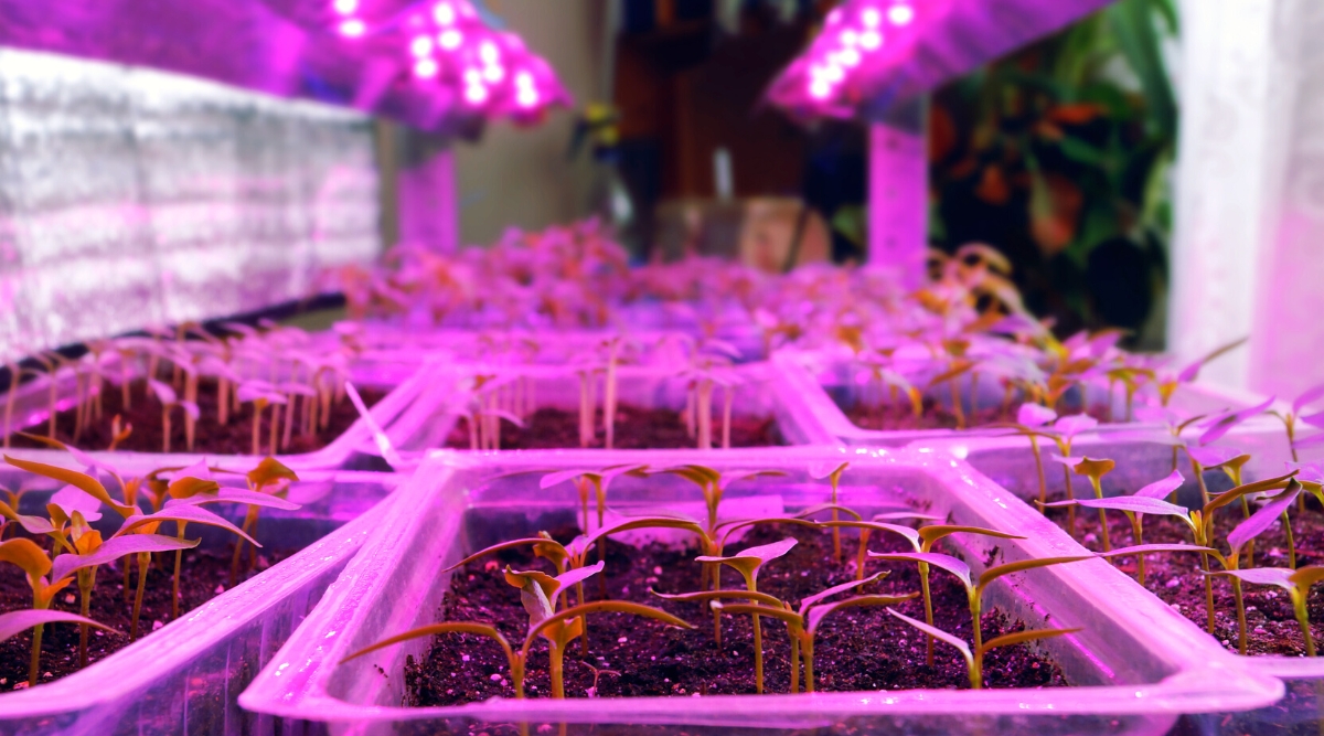 How to Use Grow Lights for Seed Starting