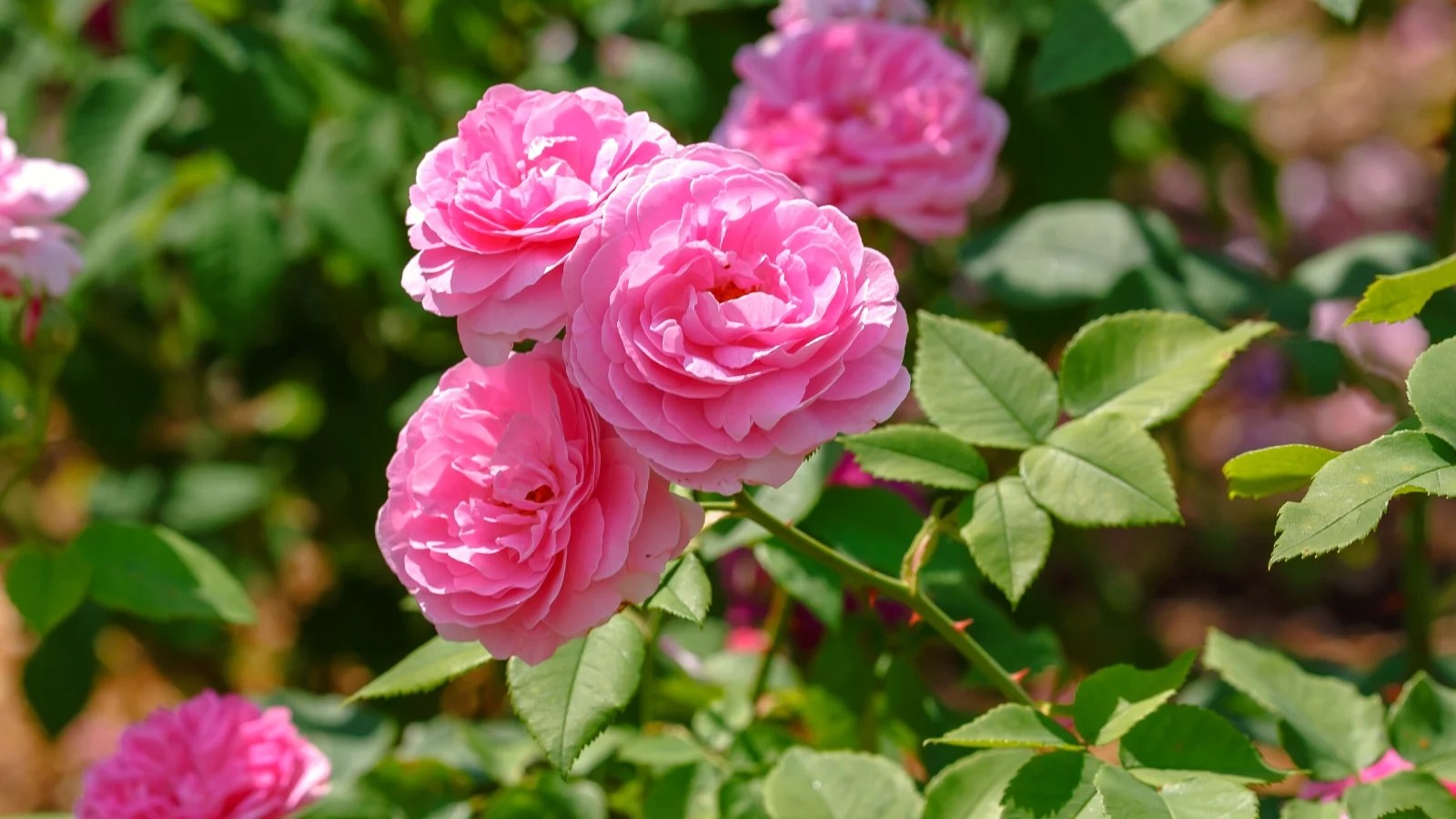 How to Plant, Grow, and Care for Old Garden Roses