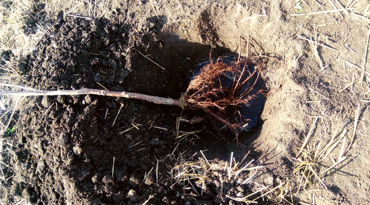 How to Plant BareRoot Fruit Trees