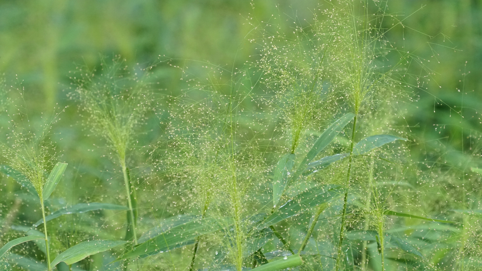 How to Plant, Grow, and Care for 'Frosted Explosion' Grass