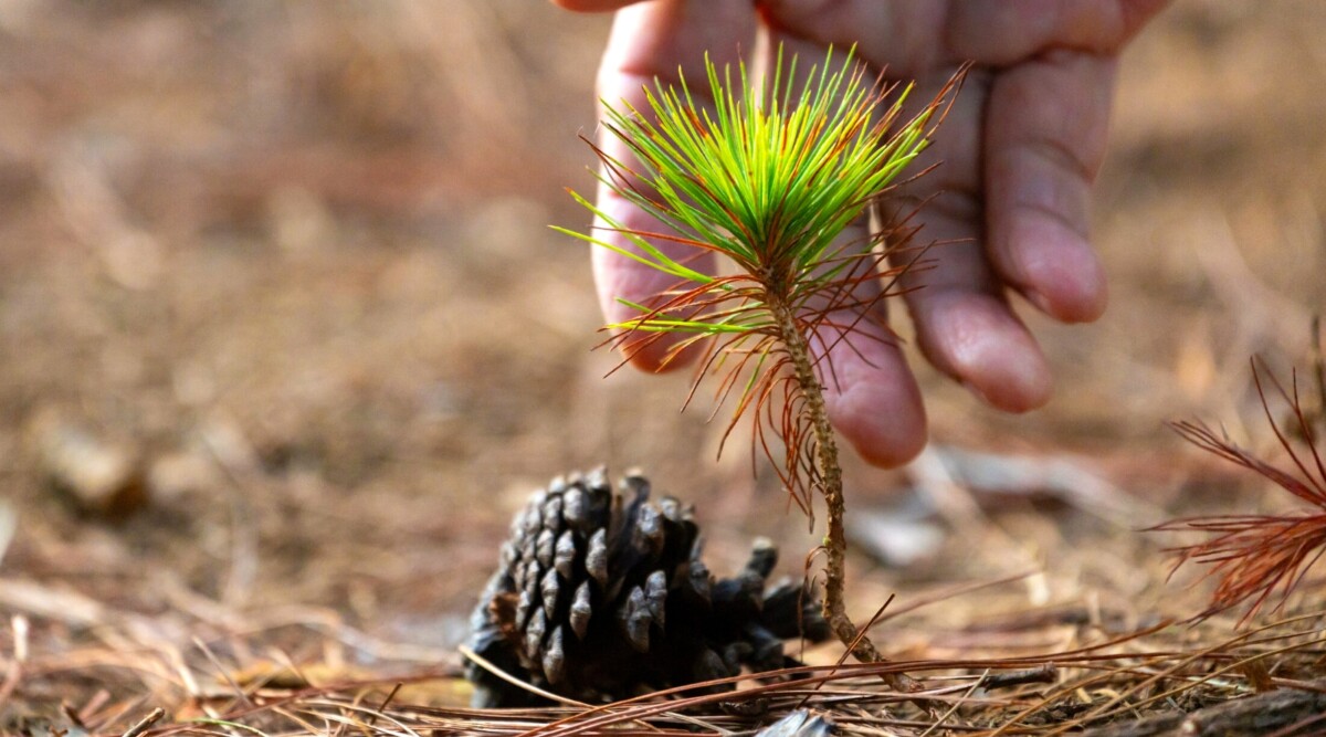 Can you Grow a Tree From a Pine Cone?