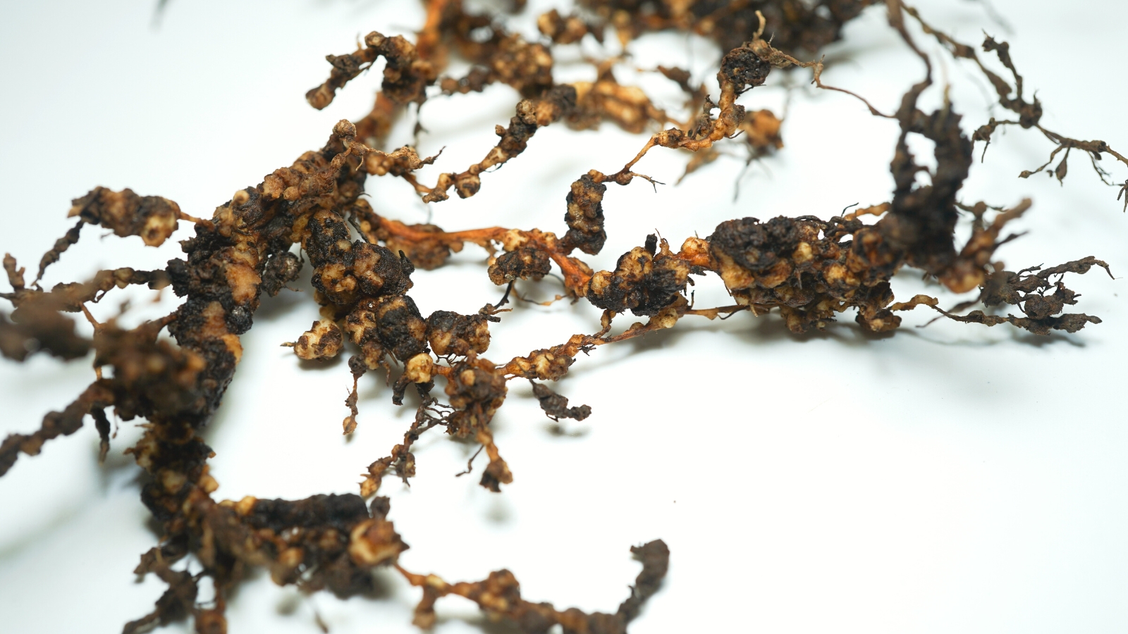 How to Identify and Treat rootknot Nematodes