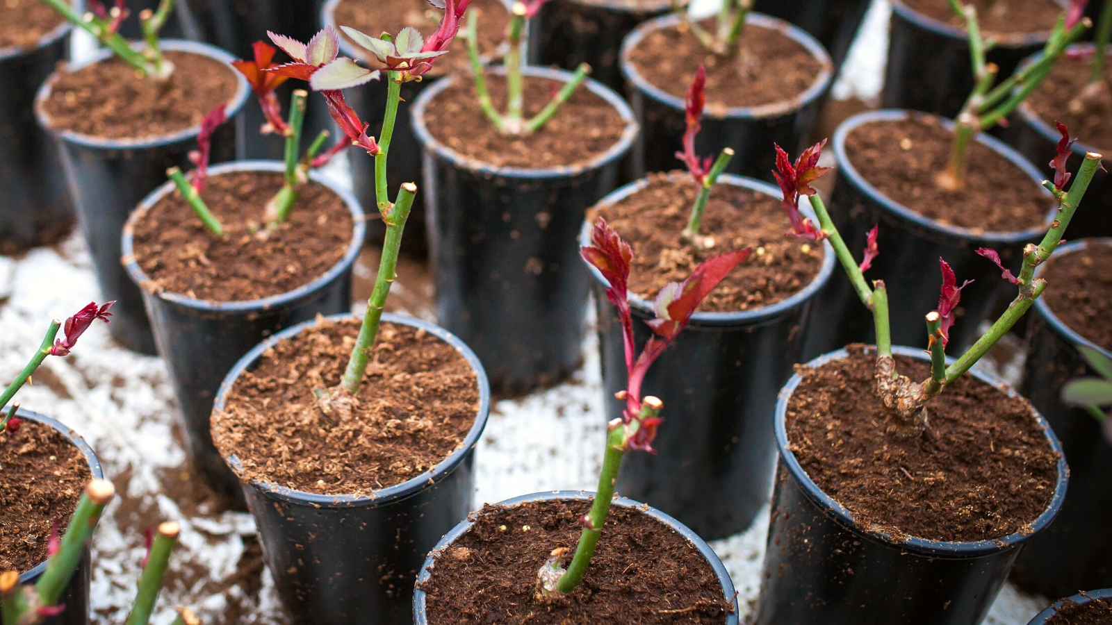 How to Plant BareRoot Roses in Pots and Containers