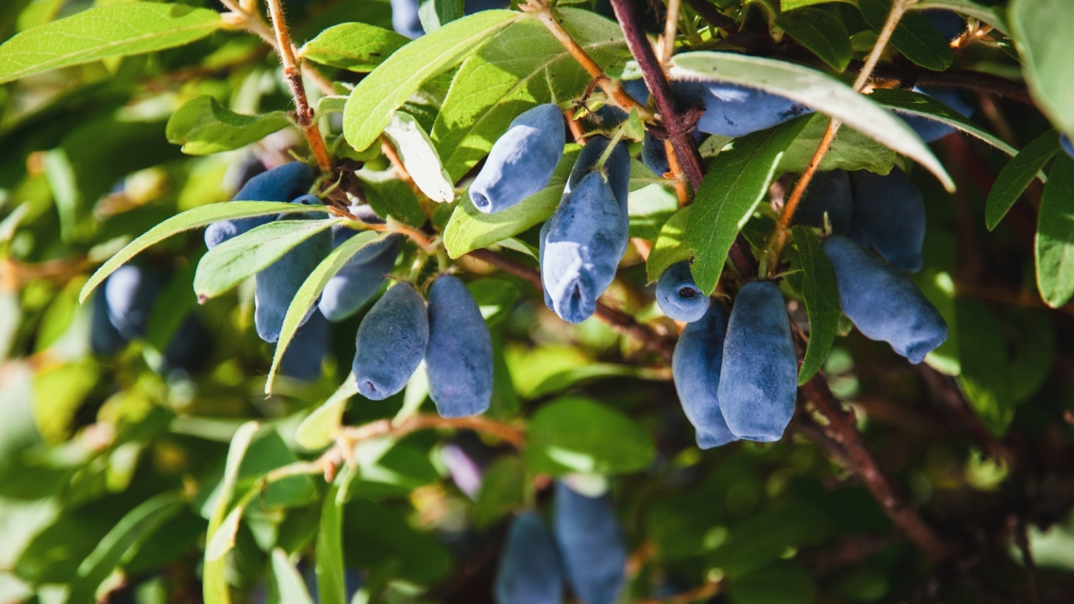 How to Plant, Grow, and Care for Honeyberry Shrubs