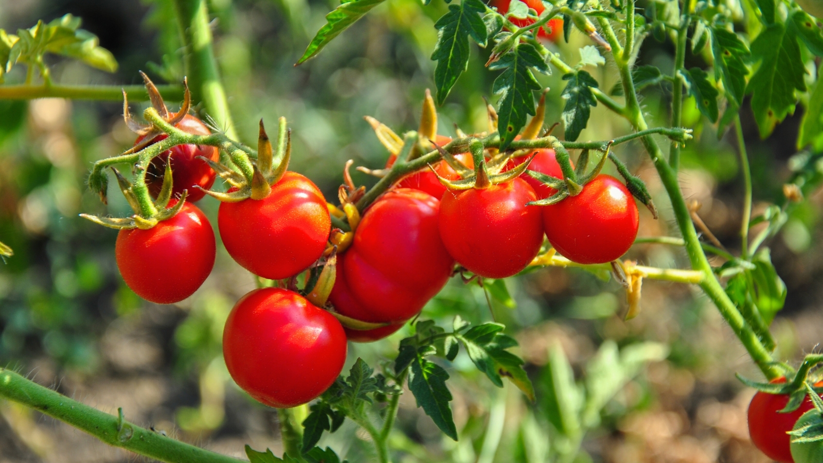 Can You Grow Tomatoes in the Shade?