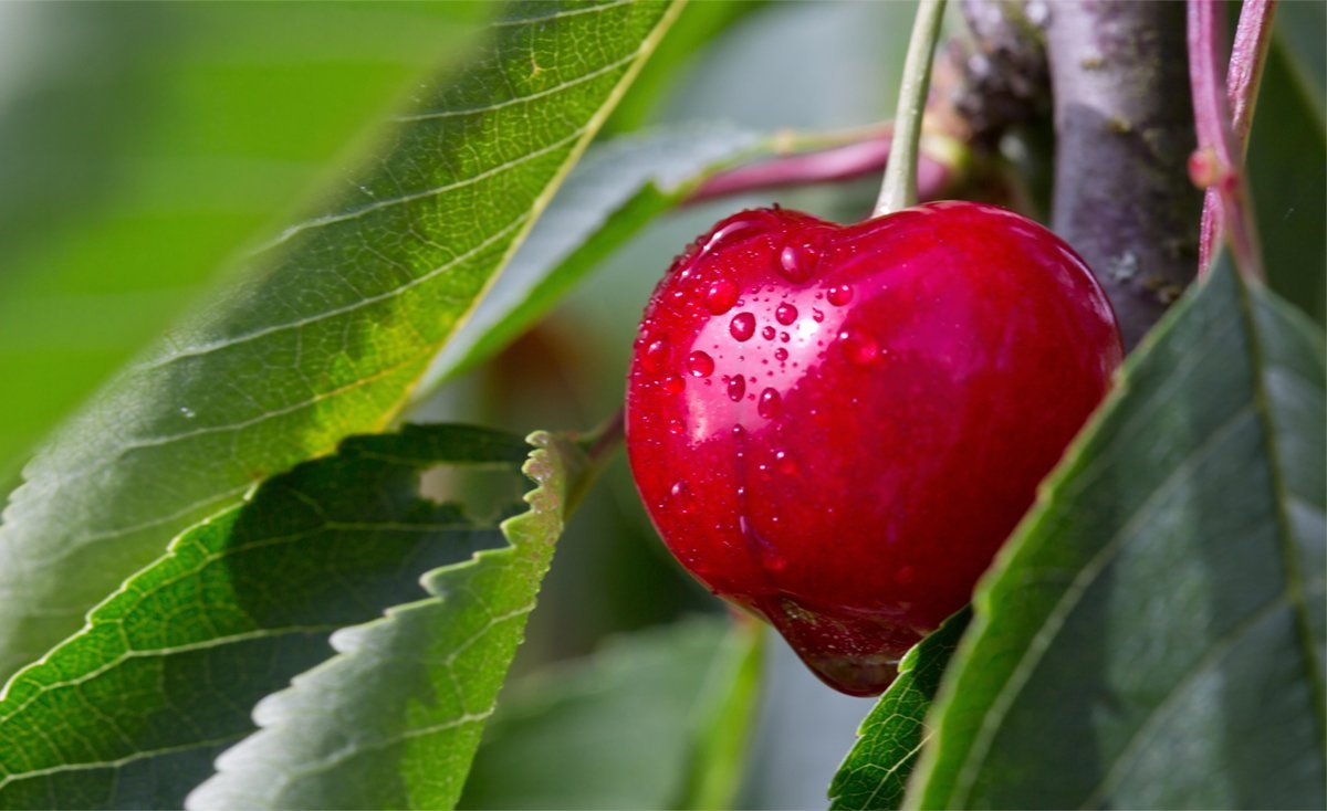What Fruit Trees Should I Plant in Loudoun County? Epling Landscaping