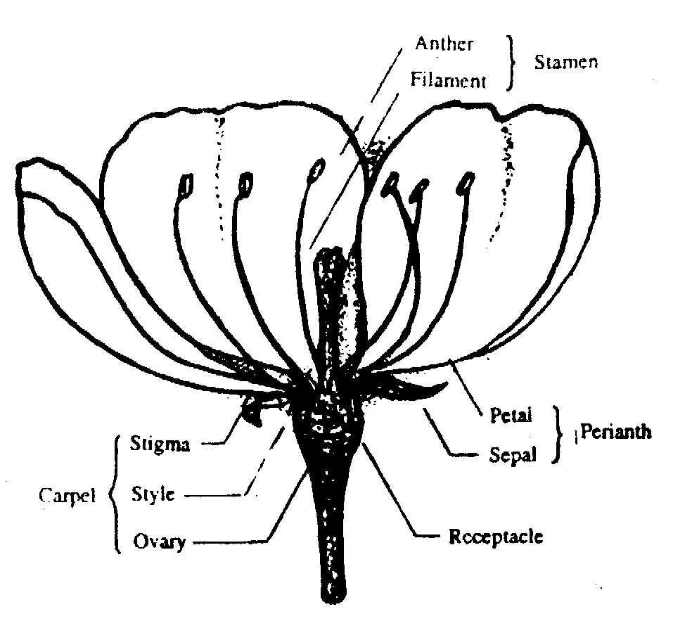 REPRODUCTION AND DEVELOPMENT