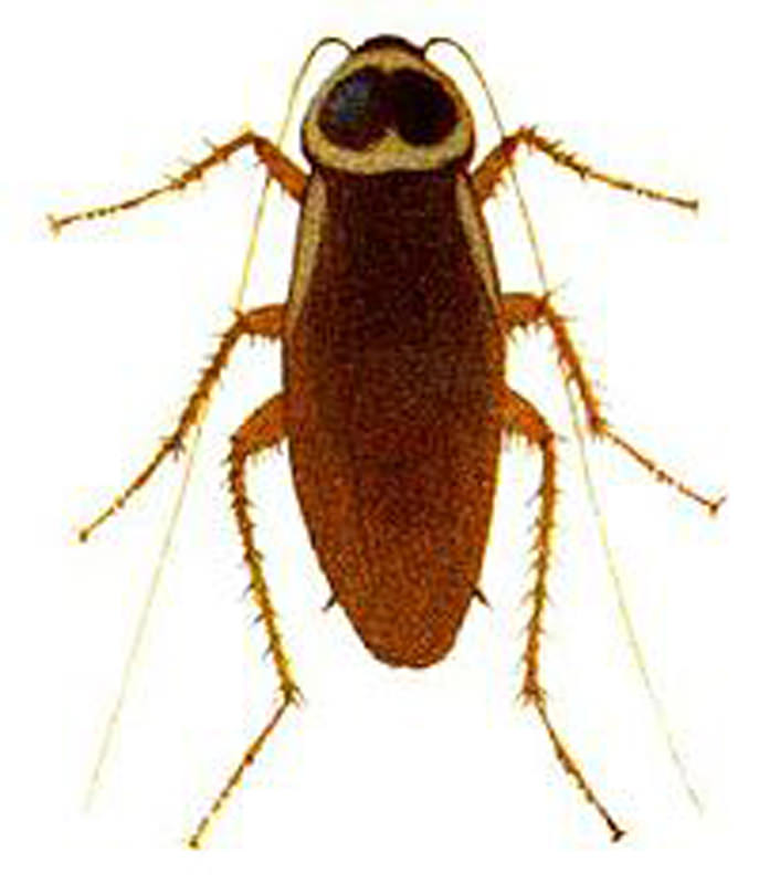 Australian Cockroach In The Usa Map Australian Cockroach Environmental Pest Systems