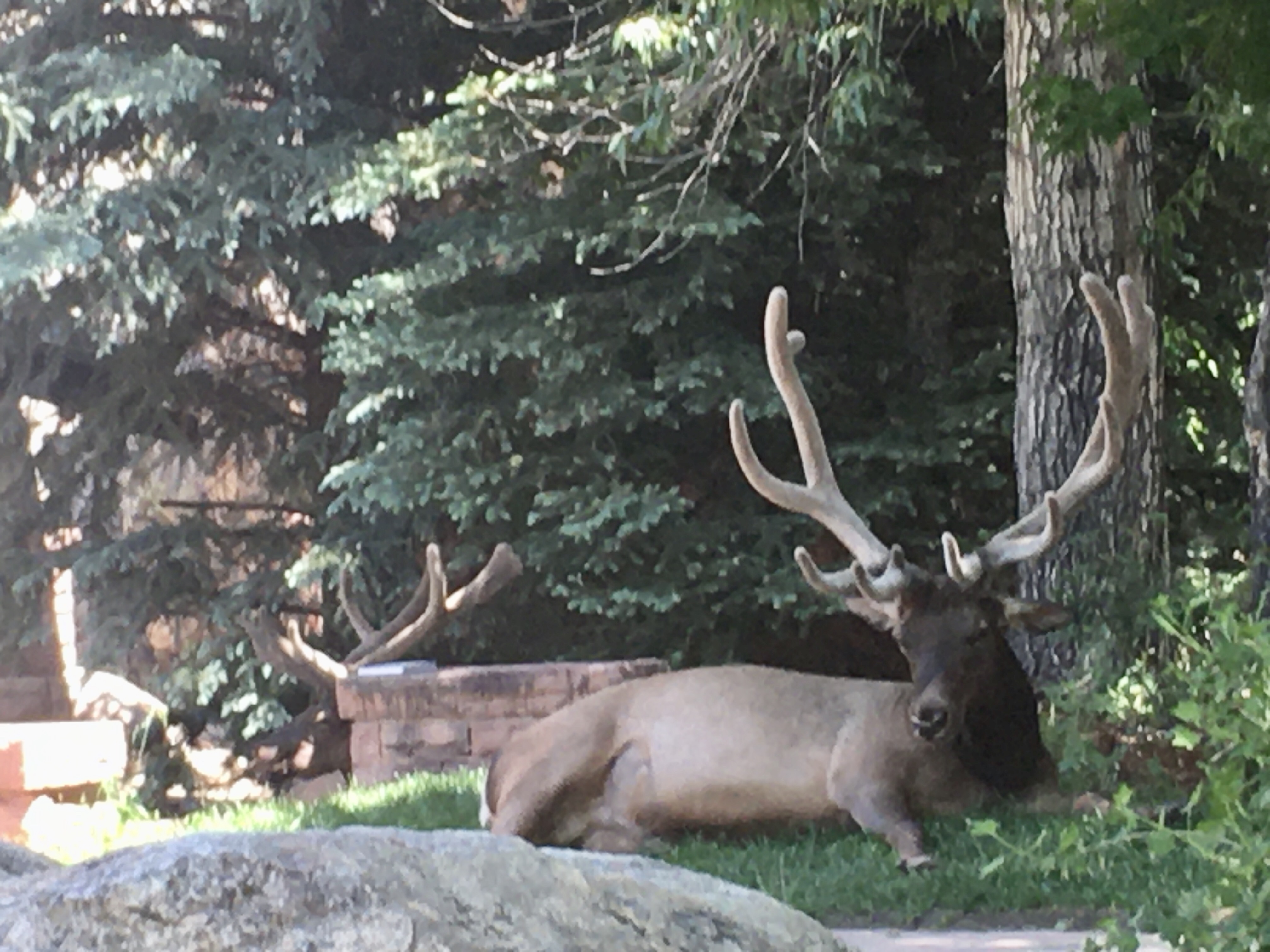 Video S Of The Day Elk Shading In Downtown Estes Park - how to get emerald antlers in roblox