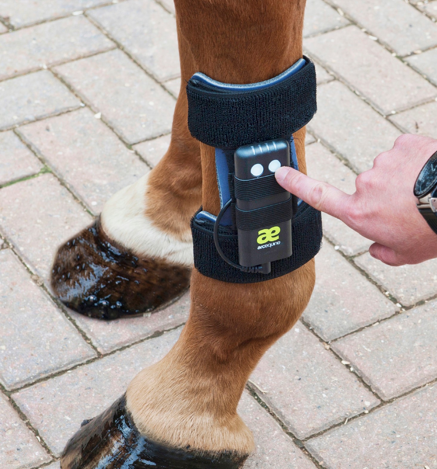 Arc Equine Wins Award from Lux!