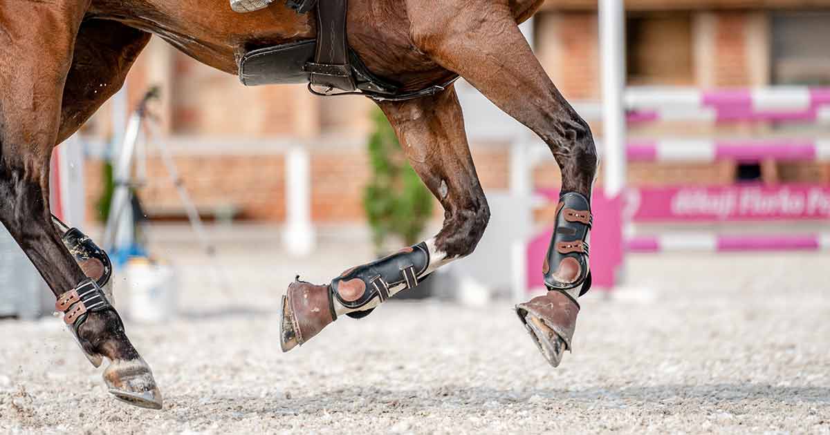 Gamaschen und Bandagen für Pferde Unterschiede und Vorteile