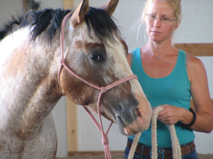 Equine Massage Benefits for the Therapist Equine Align Academy