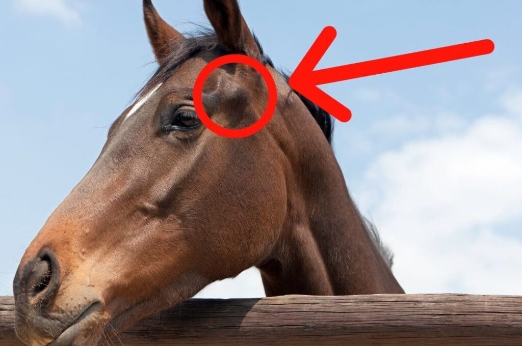 TMJ in Horses Causes, Symptoms, and Treatment Equinebalance