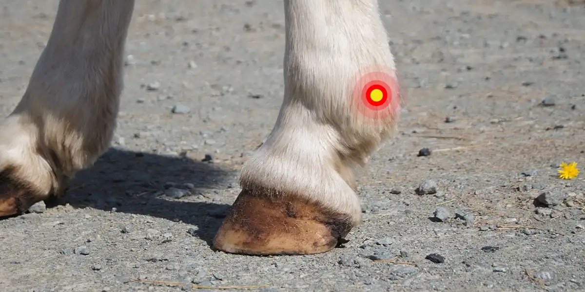 Understanding and Managing Fetlock Injuries in Horses Equiniction