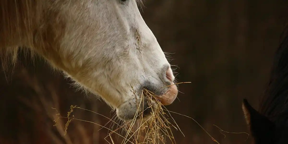 What Can Horses Eat Vital Information for Horse Owners Equiniction
