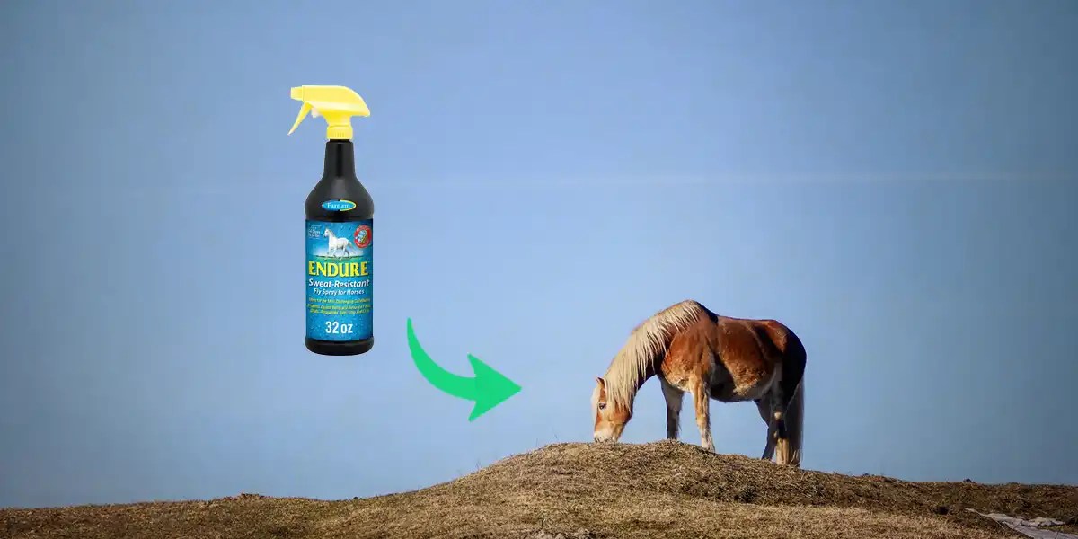 Will Fly Spray Kill Bot Eggs? Debunking the Myth Equiniction
