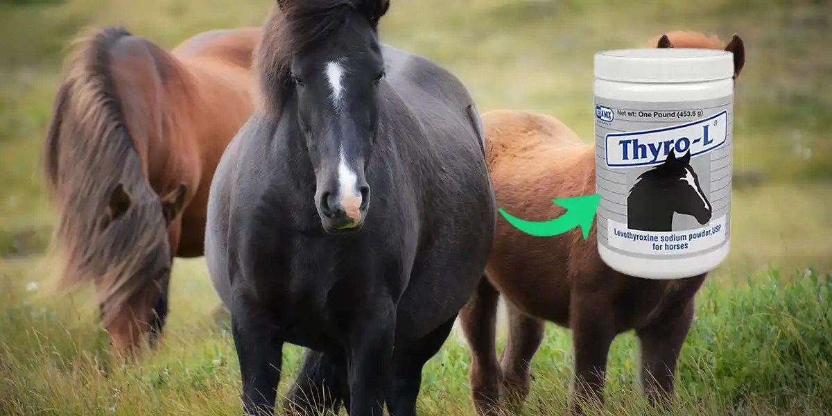 A Comprehensive Review of ThyroL for Horses Benefits and Side Effects