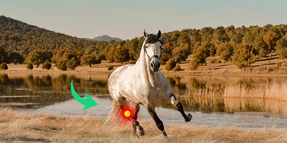 Understanding Shivers in a Horse Symptoms, Causes, and Treatment