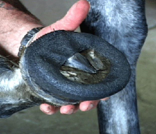 Equipoise Performance Perfect Hoof Wear Poly Wrap Buy from our shop