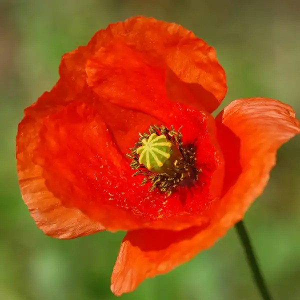 Amapola, Papaver rhoeas Equisalud
