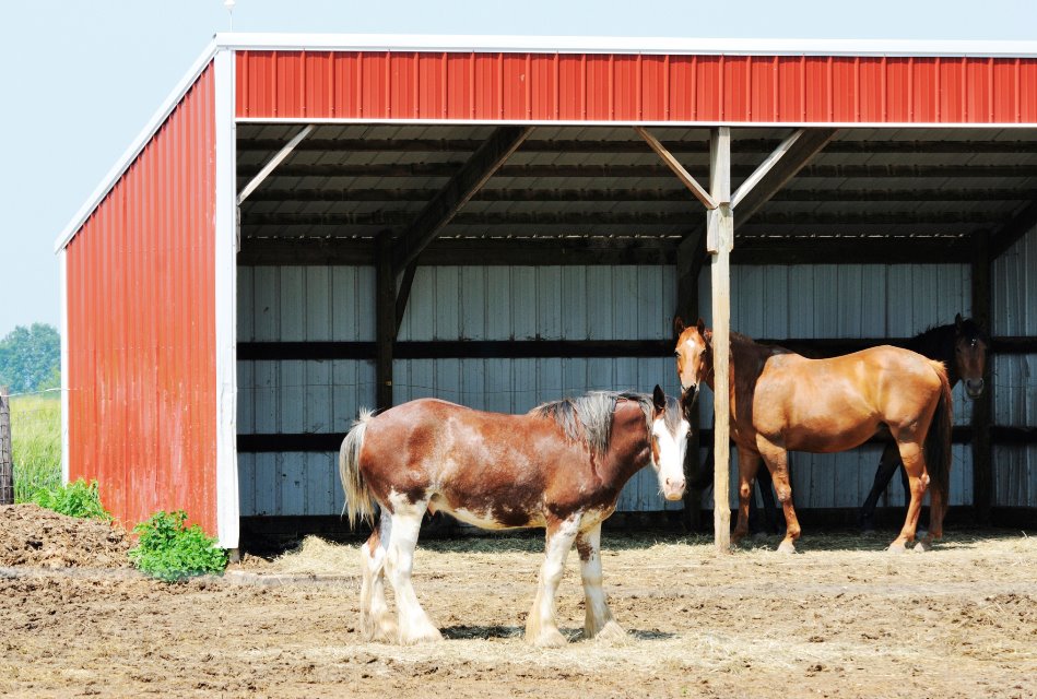 Cómo escoger el cobertizo adecuado para tu caballo Equisens