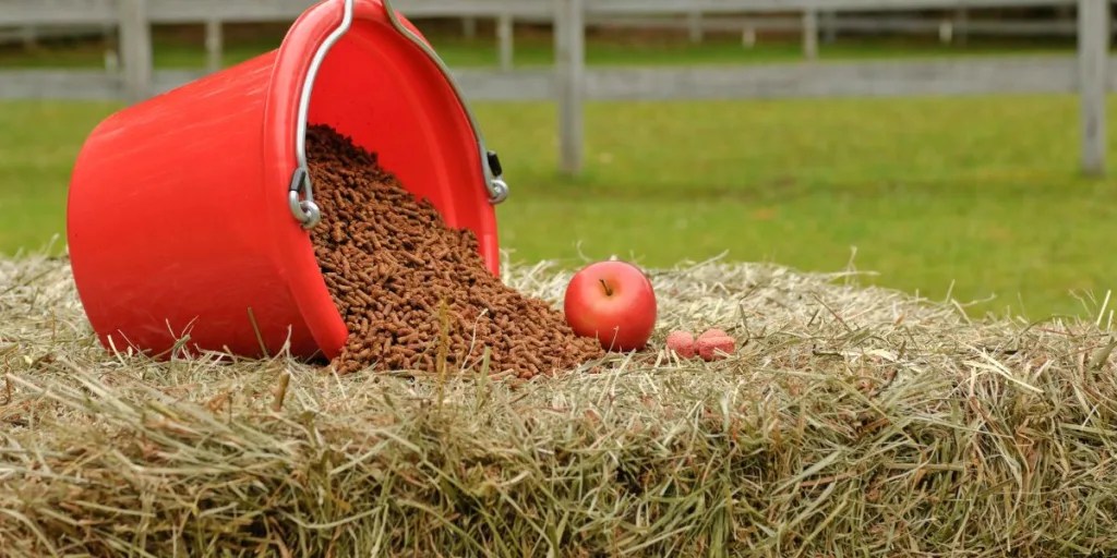 Feeding Series Part 1 How to calculate a daily feeding ration EquiTeam